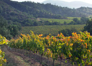 Casablanca vineyard and valley, Chile 