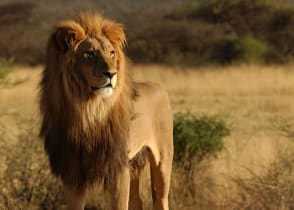 Lion on African savanna at sunset