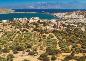 Olive groves of Crete, the largest island in Greece