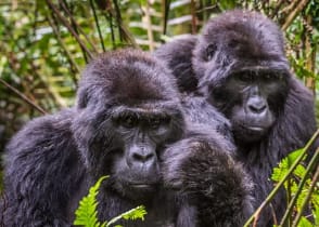 Gorillas in Bwindi Impenetrable Forest National Park, Uganda