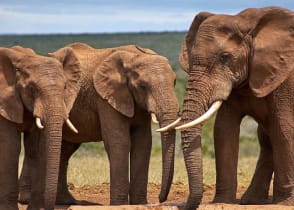 Addo Elephant National Park, South Africa