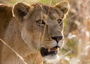 Lion in Kidepo Valley National Park, Uganda, Africa