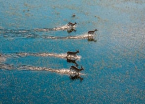 Antelopes running across flooded grasslands in the Okavango Delta, Botswana