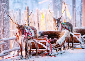 Reindeer mounted on sleighs in snow for Christmas.