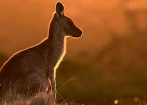 Dive into the world of marsupials on Australia's epic kangaroo safari