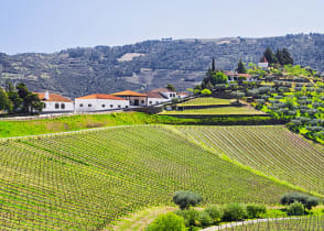 Vineyard in the Douro Valley, Portugal