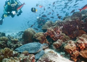 Scuba divers observing a sea turtle in the Galapagos Islands