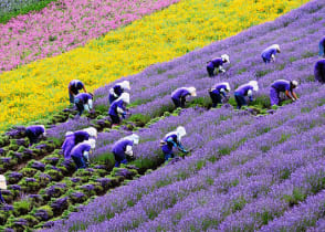 Flower farmer in Hokkaido, Japan