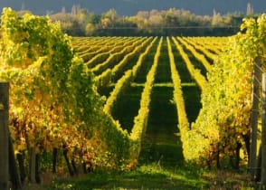 Marlbotorugh Vineyards in New Zealand