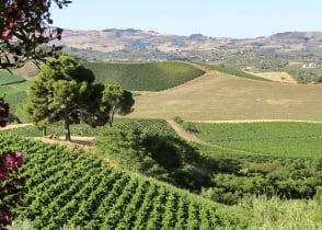 Vineyards in Sicily, Italy