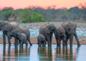 Etosha National Park in Namibia