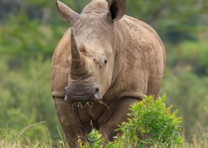 Rhino at Hluhluwe-iMfolozi Park, South Africa