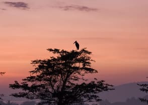 Gorilla Trekking Uganda Tour For Solo Travelers