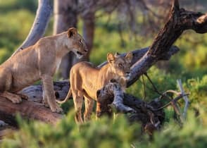 Lions watching from the trees in Samburu National Reserve, Kenya