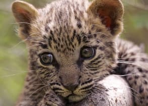 Leopard cub in tree, Kruger National Park, South Africa