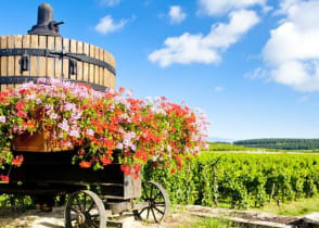 Vineyard of Cote de Beaune in Burgundy, France