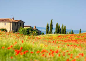 Beautiful poppies surrounding a villa in Tuscany, Italy