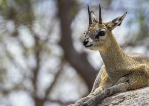 Klipspringer antelope resting  in Kruger National Park, South Africa