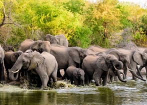 Elephants playing by a waterhole in the Sabi Sands Game Reserve