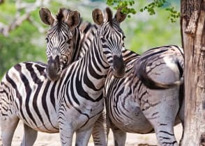 Zebras in the African savanna