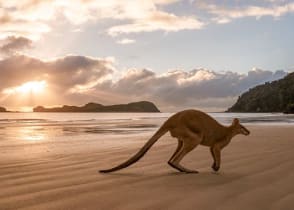 Kangaroo on the beach in Australia