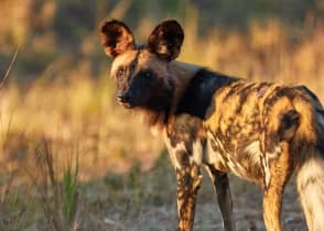 Wild dog in Kafue National Park, Zambia