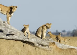 Lions on a dead tree branch in Chobe National Park, Botswana