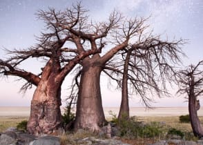 Baobab trees under the night sky in the Makgadikgadi Pan