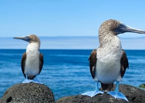 Blue-footed boobies in the Galapagos, Ecuador