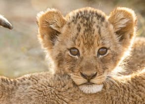 Lion cubs in the African savanna