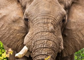 Elephant in Kruger National Park, South Africa