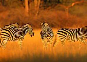 Zebras in Hwange National Park, Zimbabwe