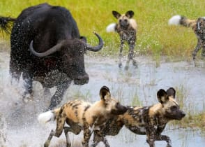 Buffalo chasing away pack of wild dogs in Moremi Game Reserve, Botswana