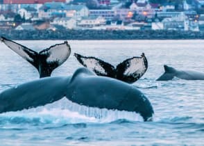 Whales watching in Norway