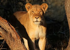 Lioness in South Africa