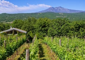 Vineyards in Sicily with Mt. Etna in the background