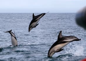 Photographer capturing dolphins in New Zealand