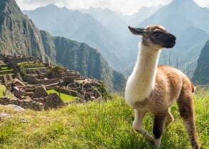 Llama at Machu Pichu in Peru
