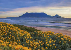 Spring flowers blooming in Cape Town, South Africa with Table Mountain in the background