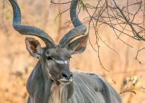 Kudu in South Luagwa National Park, Zambia