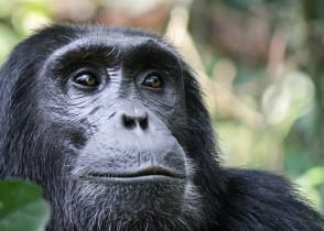 Chimpanzee in Kibale National Park, Uganda