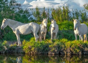 White Camargue horses in Camargue nature reserve, France