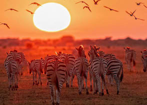 Zebras in Botswana at sunset