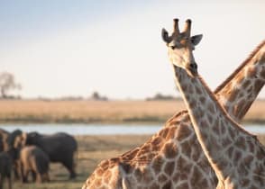 Giraffes and elephants in African savanna