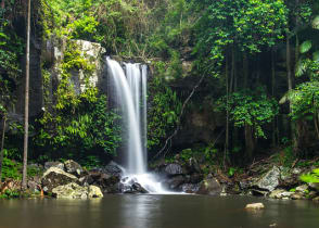 Curtis Falls, a waterfall in Tamborine National Park on Mount Tamborine in the Gold Coast, Australia