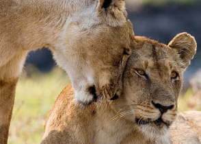 Two lionesses in Zambia