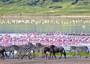 Kenya & Tanzania Safari: Wildebeest Migration Plus Zanzibar