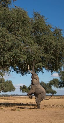 Elephant stands on hind legs reaching high branches for food.