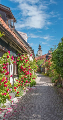 Cobblestone street lined with blooming flowers and distant church tower.