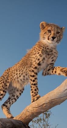 Young cheetah standing confidently on tree branch against blue sky.